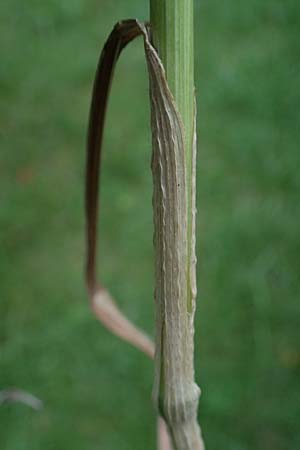 Bromus riparius \ Ufer-Trespe, D Ettlingen 27.5.2022