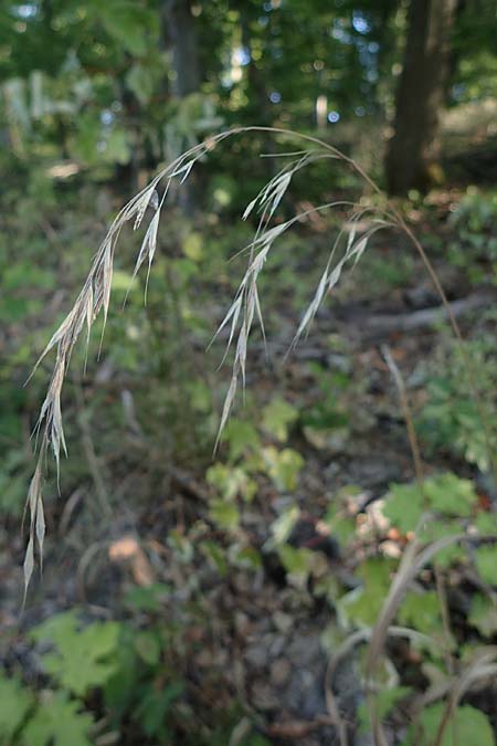 Bromus ramosus \ Hohe Wald-Trespe / Wild Oat, D Hemsbach 9.8.2022