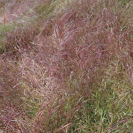 Bromus tectorum \ Dach-Trespe / Drooping Brome, D Thüringen, Herrnschwende 14.6.2023