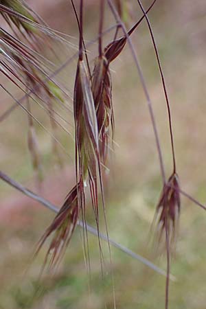 Bromus tectorum \ Dach-Trespe / Drooping Brome, D Thüringen, Herrnschwende 14.6.2023