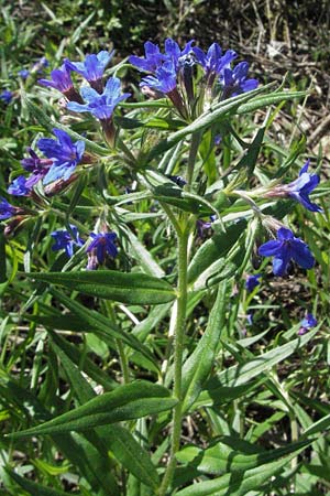 Lithospermum purpurocaeruleum / Purple Gromwell, D Karlstadt 30.4.2007