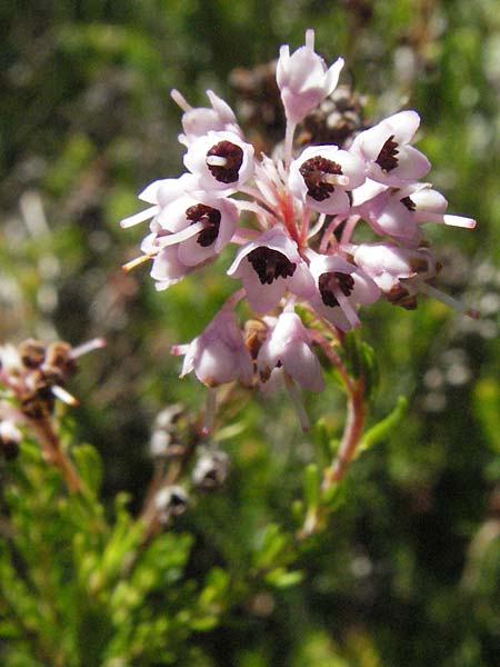 Erica spiculifolia \ hren-Heide / Spike Heath, D Botan. Gar.  Universit.  Mainz 4.8.2007