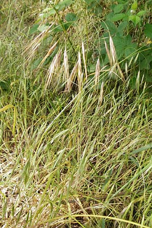 Bromus sterilis \ Taube Trespe / Poverty Brome, D Sinsheim 15.5.2015