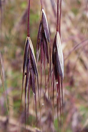 Bromus sterilis \ Taube Trespe / Poverty Brome, D Östringen-Eichelberg 25.5.2015