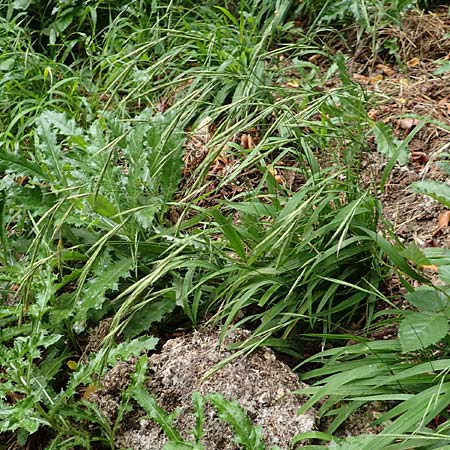 Brachypodium sylvaticum \ Wald-Zwenke / False Brome, D Bensheim 13.9.2015