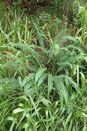 Blechnum spicant / Hard Fern, D Black-Forest, Unterstmatt 4.8.2016