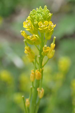 Barbarea stricta \ Steifes Barbarakraut / Small-Flowered Winter Cress, D Mannheim 6.5.2017