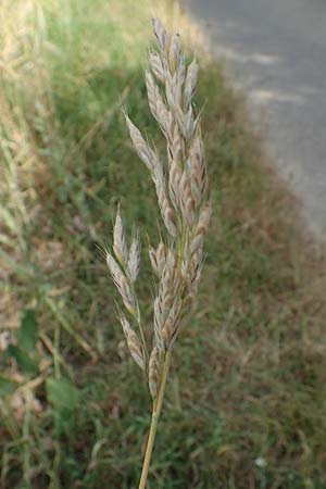 Bromus secalinus \ Roggen-Trespe / Cheat Grass, Chess Grass, D Lützelbach 24.6.2017