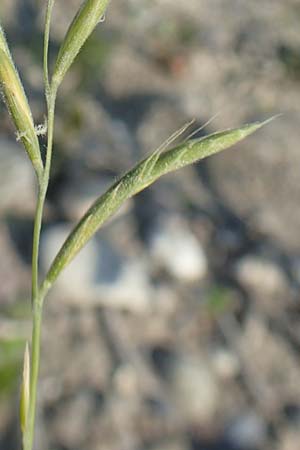 Brachypodium pinnatum \ Gefiederte Zwenke / Tor Grass, Heath False Brome, D Hartheim 5.6.2018