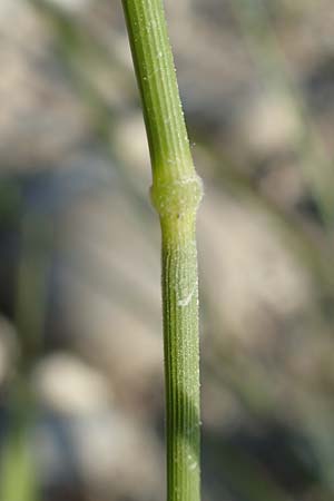 Brachypodium pinnatum \ Gefiederte Zwenke / Tor Grass, Heath False Brome, D Hartheim 5.6.2018