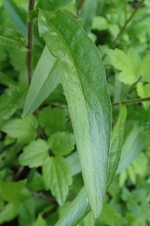 Buphthalmum salicifolium \ Weidenblttriges Ochsenauge, Rindsauge, D Spaichingen 26.6.2018