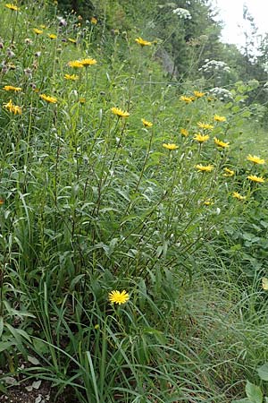 Buphthalmum salicifolium / Yellow Ox-Eye, D Spaichingen 26.6.2018