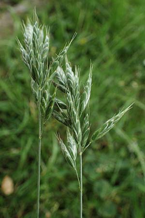 Bromus scholzii \ Flaum-Trespe / Soft Brome, D Aachen 19.6.2022