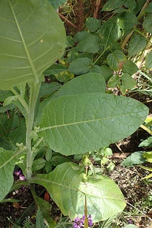 Nicotiana rustica \ Bauern-Tabak / Wild Tobacco, D Weinheim an der Bergstraße, Botan. Gar.  Hermannshof 22.10.2020