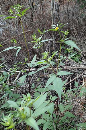 Bidens tripartita \ Dreiteiliger Zweizahn / Trifid Beggartick, D Düren 20.8.2022