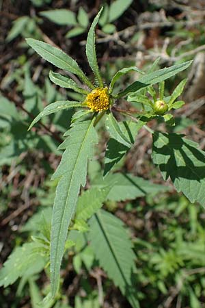 Bidens tripartita \ Dreiteiliger Zweizahn / Trifid Beggartick, D Düren 20.8.2022