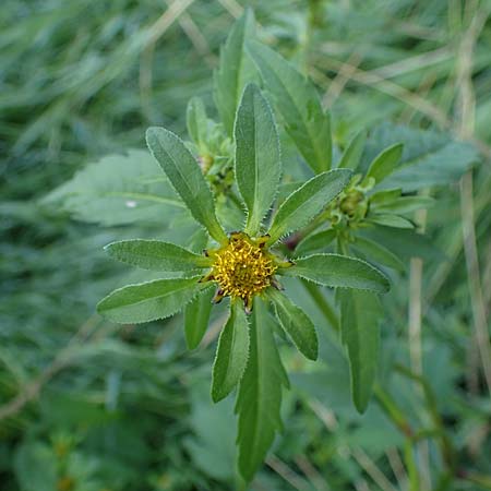 Bidens tripartita \ Dreiteiliger Zweizahn / Trifid Beggartick, D Römerberg 1.9.2022