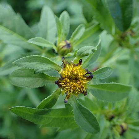 Bidens tripartita \ Dreiteiliger Zweizahn / Trifid Beggartick, D Römerberg 1.9.2022