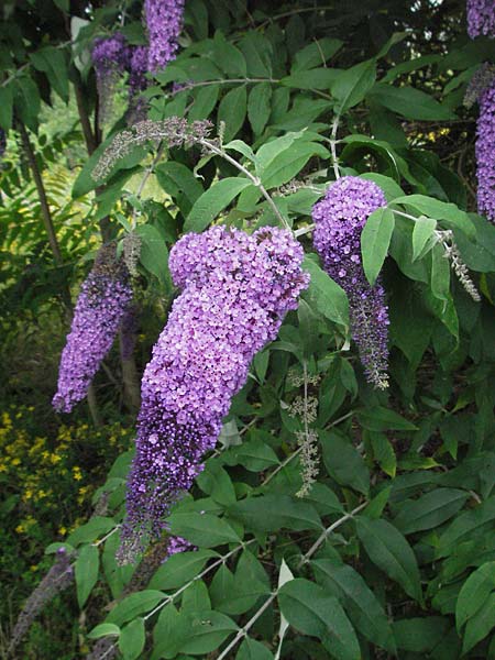 Buddleja davidii \ Chinesischer Fliederspeer, Schmetterlingsflieder, D Mannheim 28.6.2007