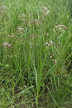 Butomus umbellatus \ Doldige Schwanenblume / Flowering Rush, D Groß-Gerau 28.7.2017