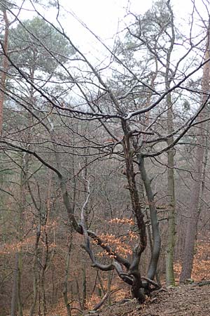 Fagus sylvatica \ Rot-Buche / Beech, D Schriesheim 17.2.2018