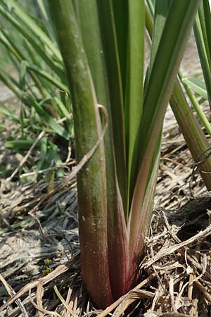 Butomus umbellatus \ Doldige Schwanenblume / Flowering Rush, D Biebesheim 12.5.2018