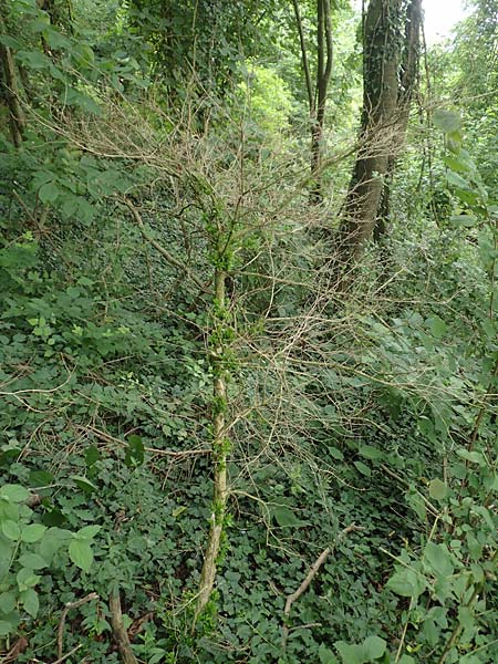 Buxus sempervirens \ Gewhnlicher Buchsbaum, D Grenzach-Wyhlen 6.6.2018