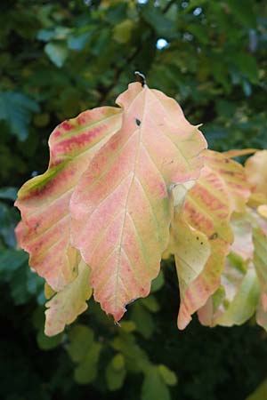 Fagus sylvatica \ Rot-Buche, D Mannheim 4.11.2018