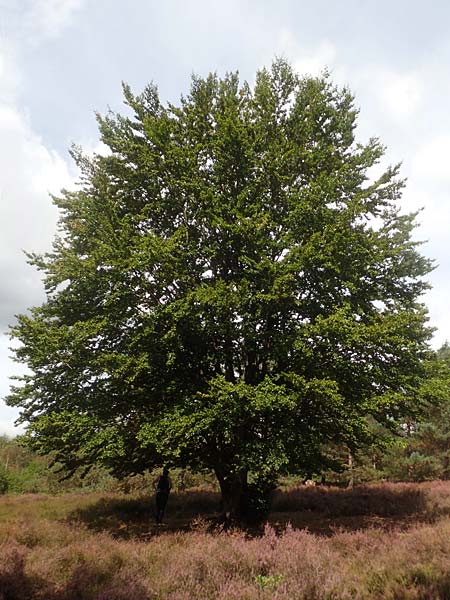 Fagus sylvatica \ Rot-Buche, D Mehlinger Heide 24.8.2020