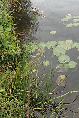 Butomus umbellatus \ Doldige Schwanenblume / Flowering Rush, D Bochum 9.9.2020