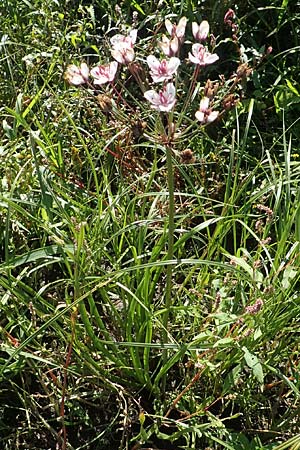 Butomus umbellatus \ Doldige Schwanenblume / Flowering Rush, D Sachsen-Anhalt, Havelberg 18.9.2020