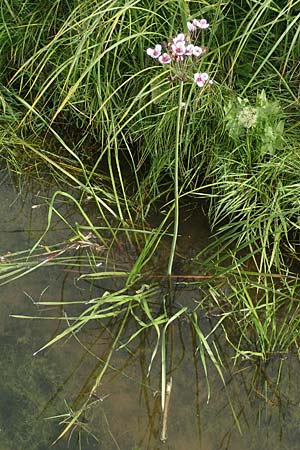 Butomus umbellatus \ Doldige Schwanenblume / Flowering Rush, D Brandenburg, Havelaue-Gülpe 19.9.2020