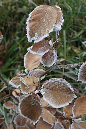 Fagus sylvatica / Beech, D Bad Dürkheim 15.1.2022