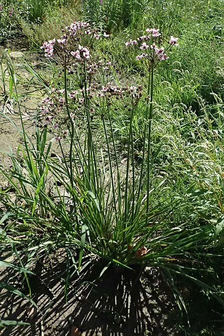 Butomus umbellatus \ Doldige Schwanenblume / Flowering Rush, D Mannheim 29.8.2024