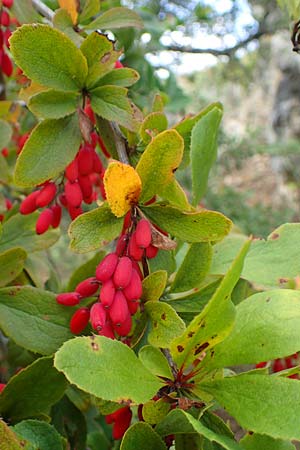 Berberis vulgaris / Barberry, D Herxheim am Berg 1.9.2021