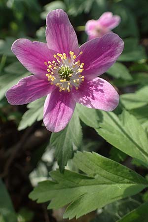 Anemone nemorosa / Wood Anemone, D Mannheim 9.4.2021