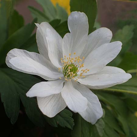 Anemone nemorosa \ Busch-Windrschen / Wood Anemone, D Mannheim 9.4.2021