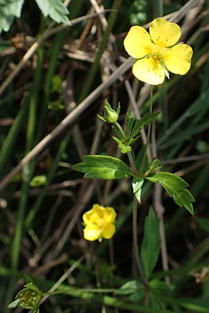 Potentilla erecta \ Blutwurz / Tormentil, D Elmpt 6.9.2021