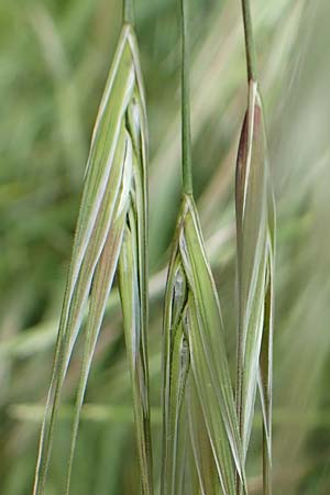 Bromus sterilis / Poverty Brome, D Mannheim 5.5.2019