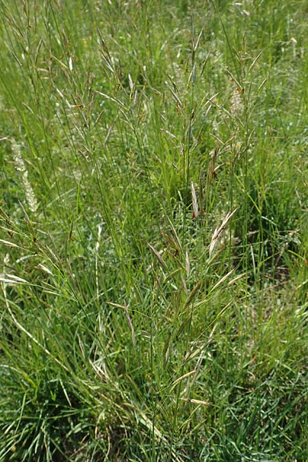 Bromus erectus \ Aufrechte Trespe, Berg-Trespe / Erect Brome, D Ketsch 21.5.2020