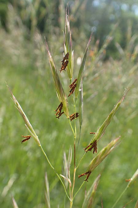 Bromus erectus \ Aufrechte Trespe, Berg-Trespe, D Ketsch 21.5.2020