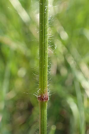 Bromus erectus \ Aufrechte Trespe, Berg-Trespe / Erect Brome, D Ketsch 21.5.2020