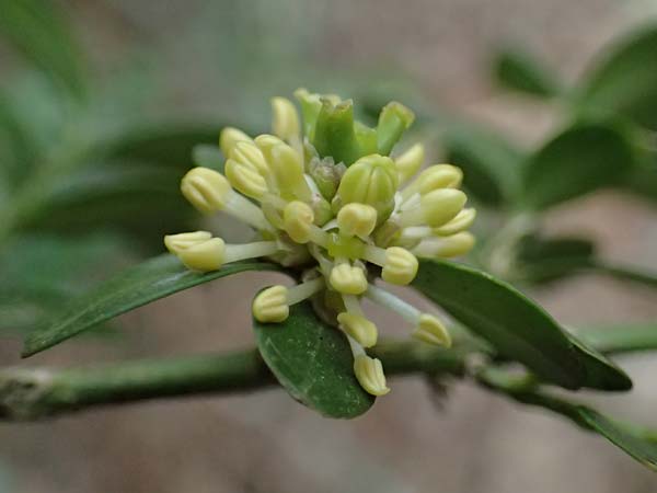 Buxus sempervirens \ Gewhnlicher Buchsbaum, D Elmstein 6.4.2022