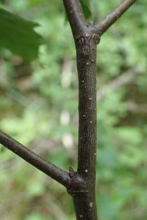 Betula x aurata \ Hybrid-Birke, D Teverener Heide 19.6.2022