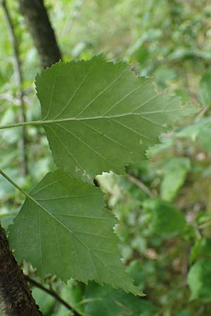 Betula x aurata \ Hybrid-Birke, D Teverener Heide 19.6.2022