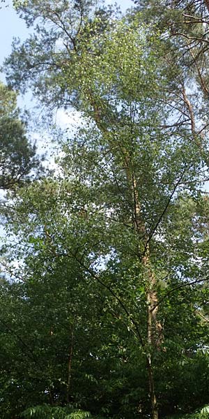 Betula x aurata \ Hybrid-Birke, D Teverener Heide 19.6.2022