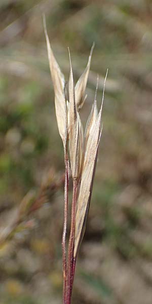 Bromus carinatus / Mountain Brome, California Brome, D Odenwald, Erbach 17.7.2022