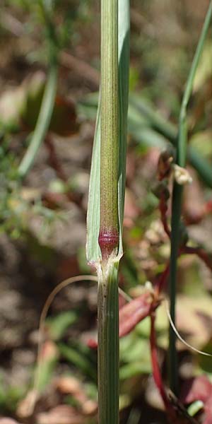 Bromus carinatus / Mountain Brome, California Brome, D Odenwald, Erbach 17.7.2022