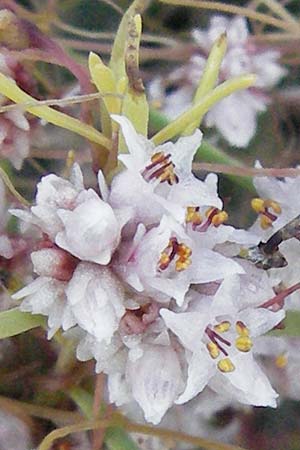 Cuscuta epithymum \ Quendel-Seide, D Neuleiningen 27.7.2007