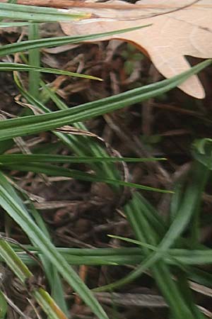 Carex caryophyllea / Spring Sedge, D Odenwald, Nieder-Beerbach 16.10.2015